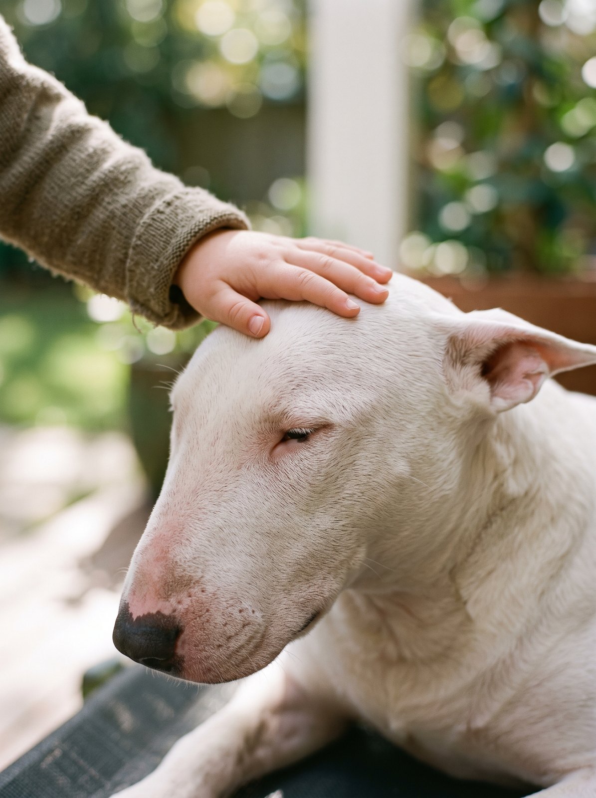 A home kennel — *Bull Terriers* for over 25 years.